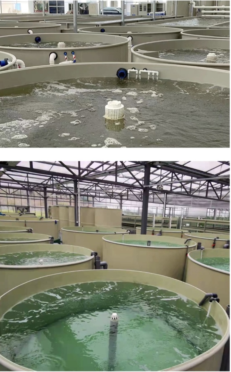 陆基高密度循环水养殖设备PP材料全套智能化设备