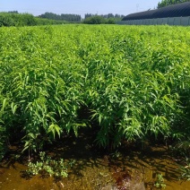 秋彤桃苗，晚熟硬脆大红桃