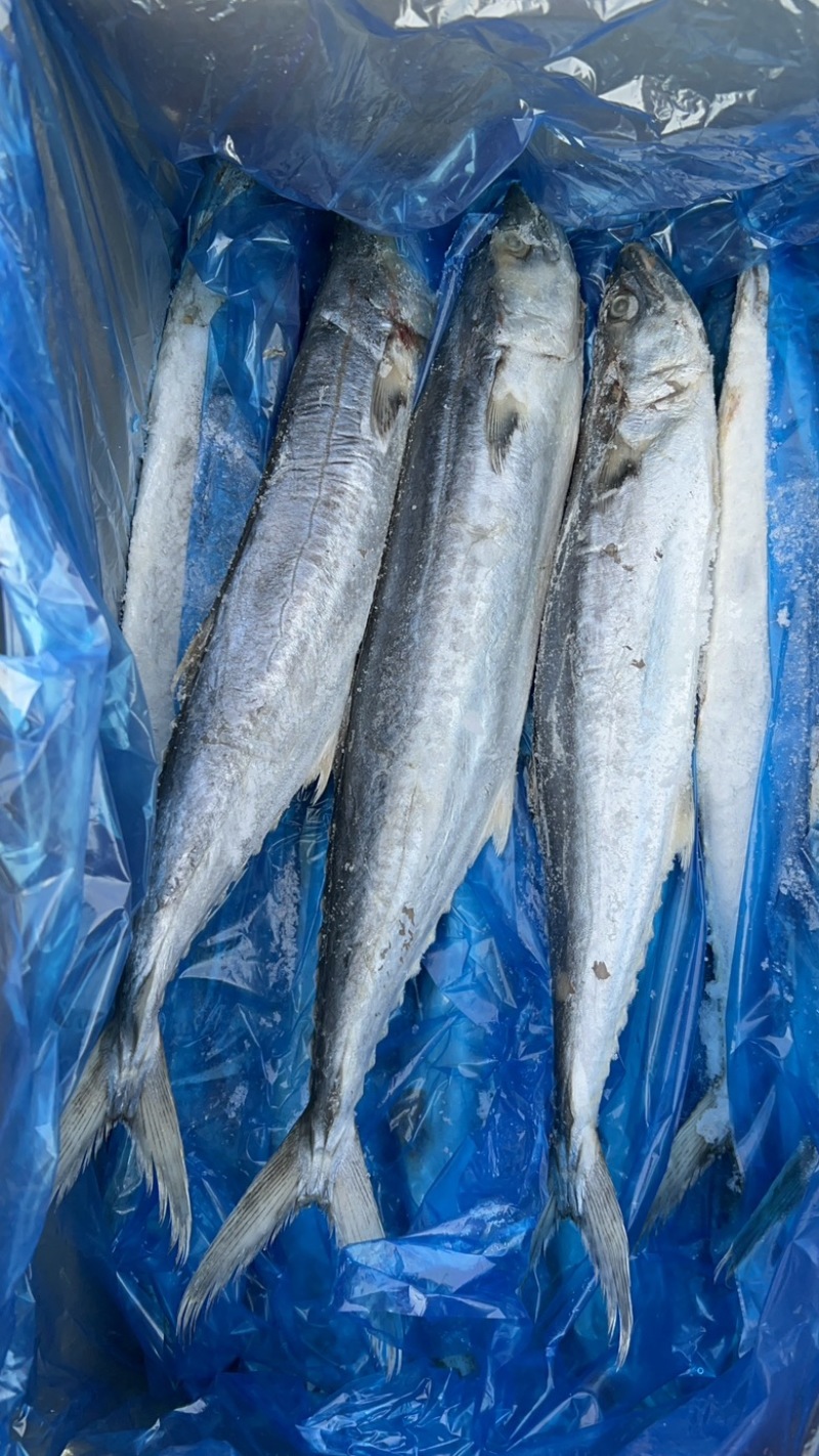 深海精品马鲛鱼，渤海湾特产，肉质鲜美，质量好