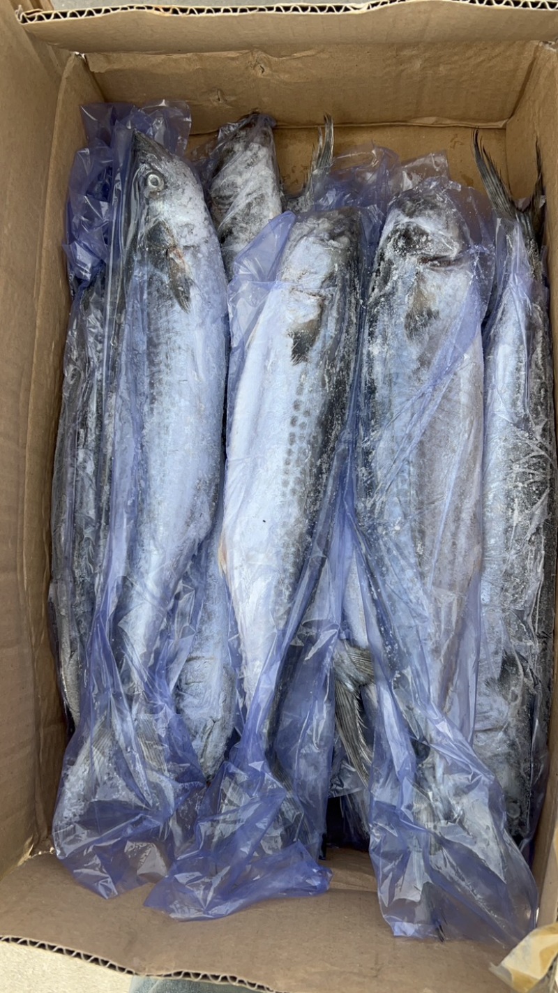深海精品马鲛鱼，渤海湾特产，肉质鲜美，质量好