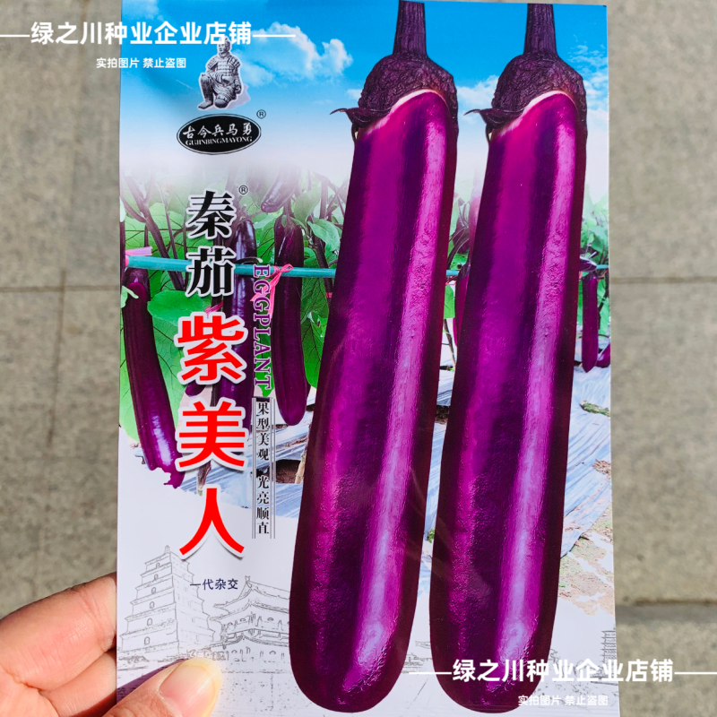 紫美人紫红长茄种子高产茄子种籽茄果种子大果深紫红茄种子