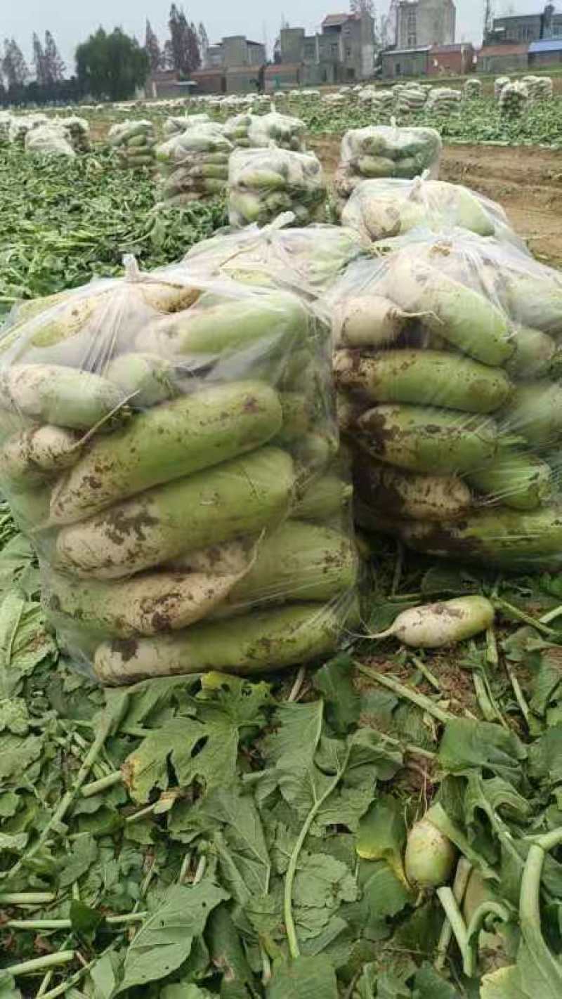 南阳优质青萝卜大量上市产地货源价格低质量好欢迎来电