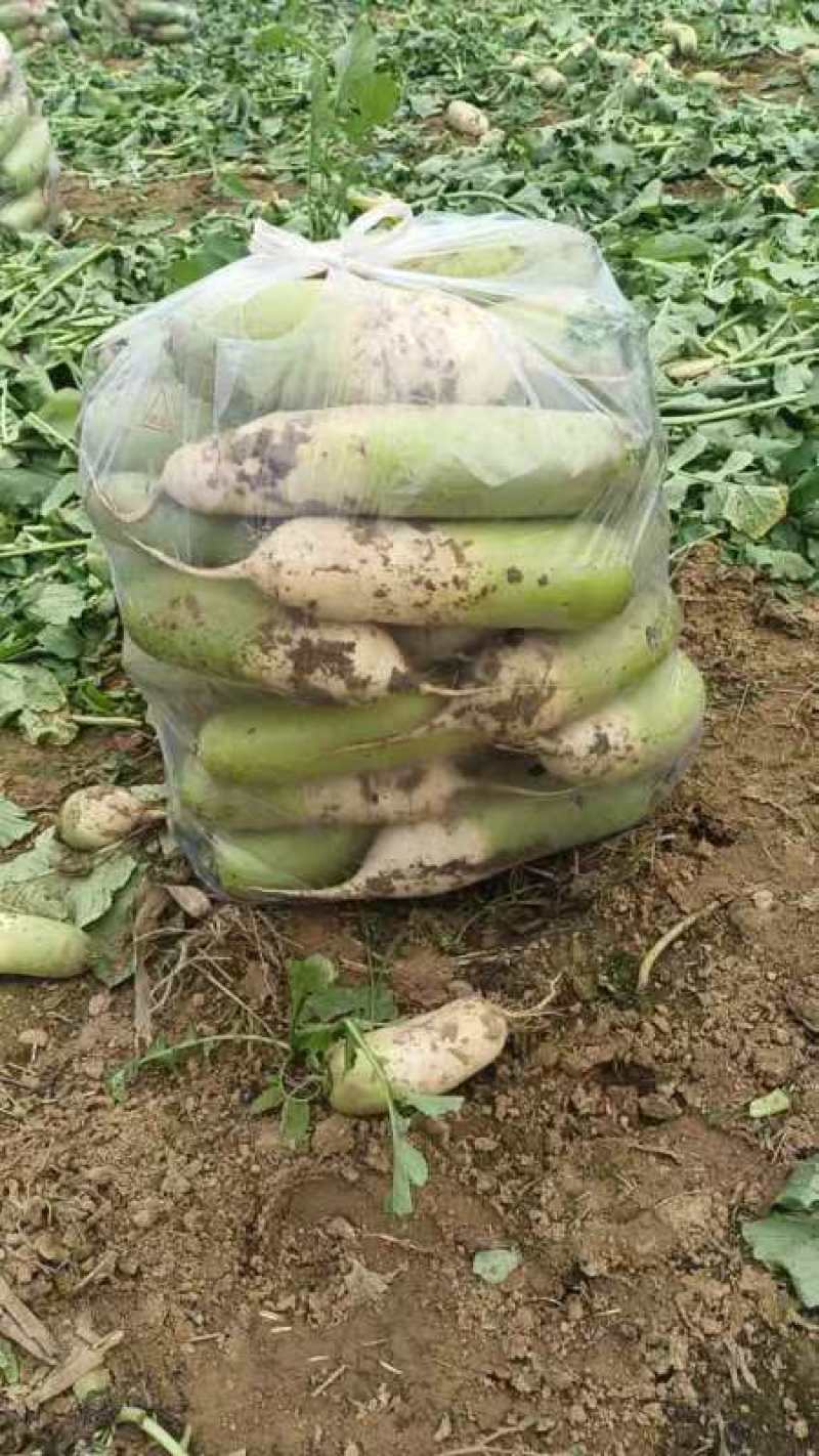 南阳优质青萝卜大量上市产地货源价格低质量好欢迎来电