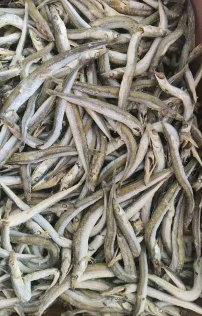 银针鱼、又名面条鱼、大量批发适合电商、社区团购欢迎下单
