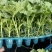 富美2k西瓜苗蜜糖子嫁接苗基地直发品种优良现挖现