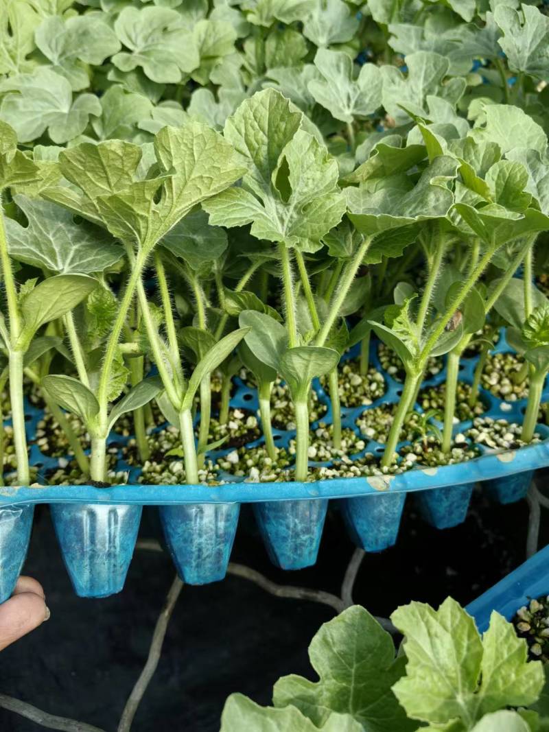 富美2k西瓜苗蜜糖子嫁接苗基地直发品种优良现挖现