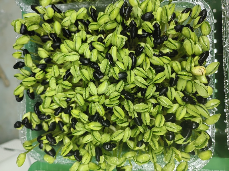 健康美味的黑豆苗