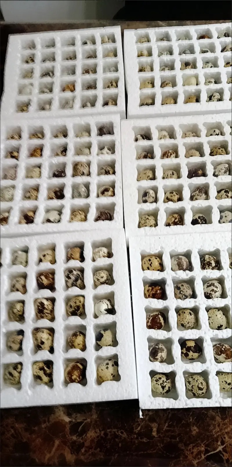 鸡鸭鹅泡沫蛋托快递专用各种异型泡沫定制