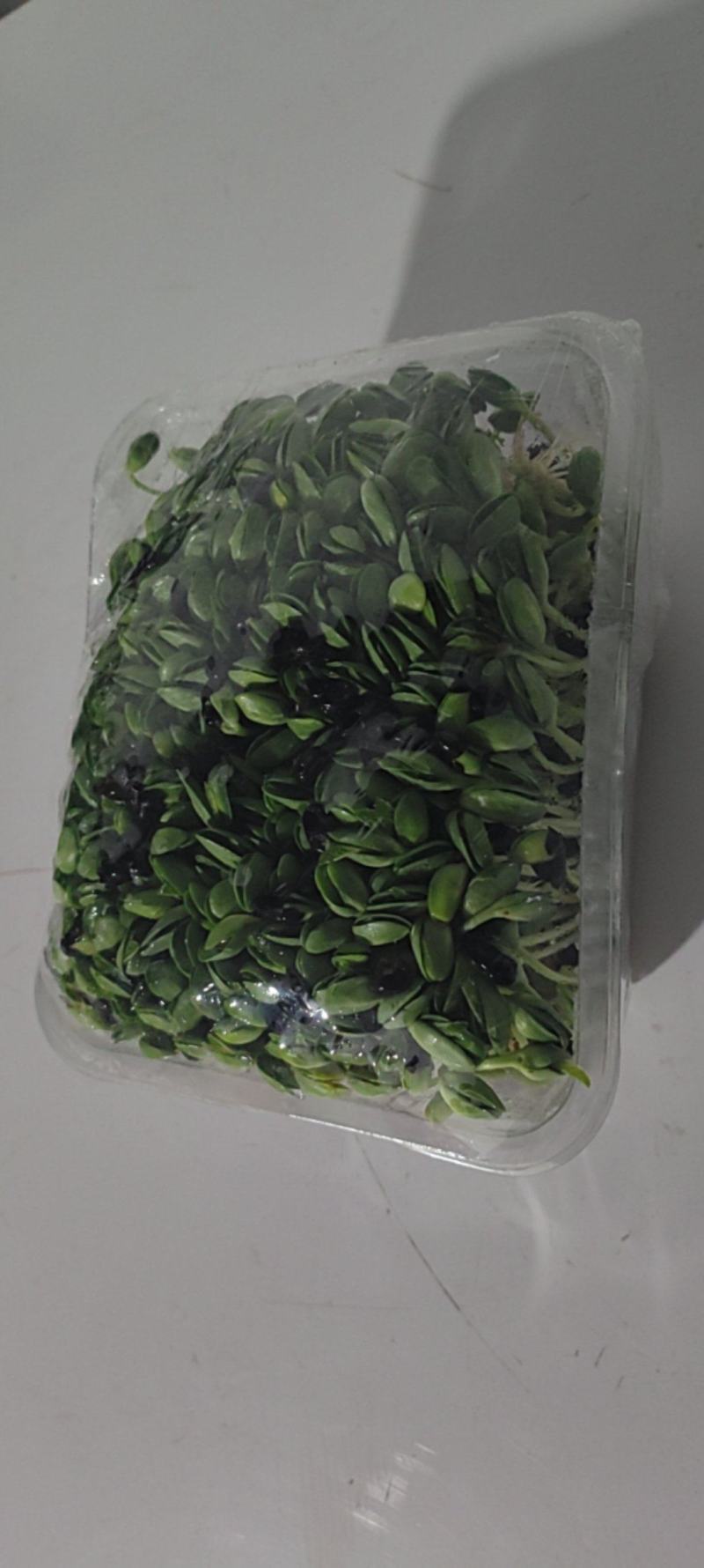健康美味的黑豆苗