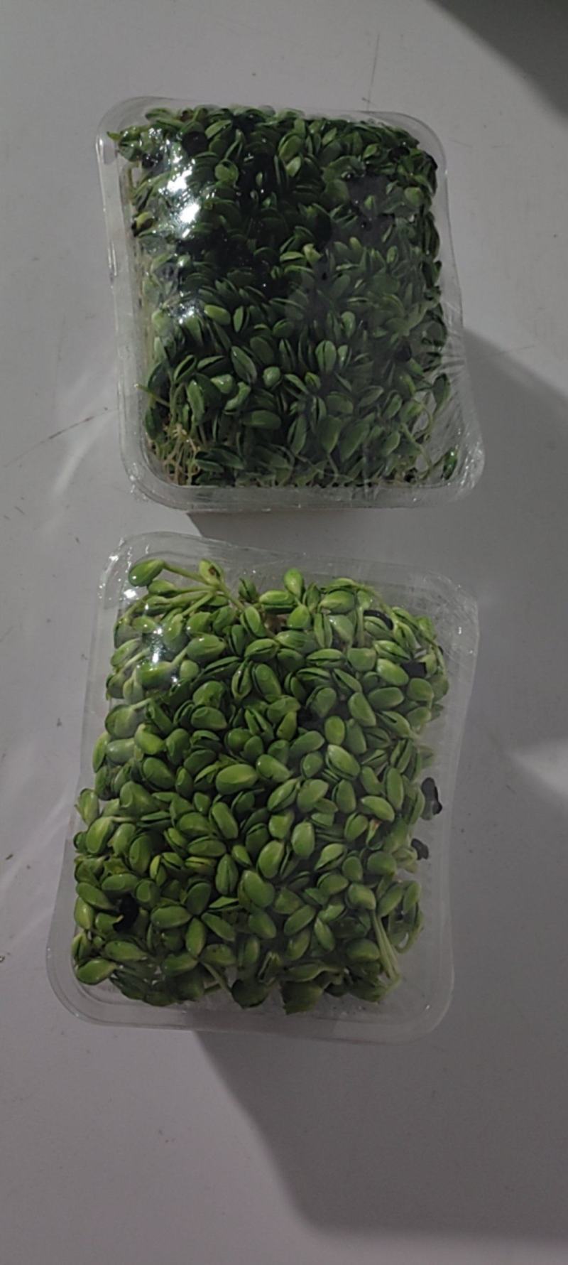 健康美味的黑豆苗