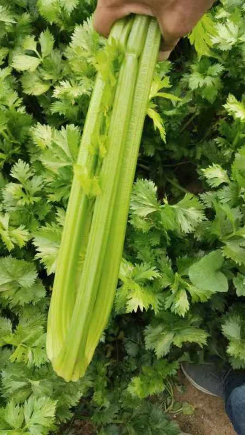 西芹