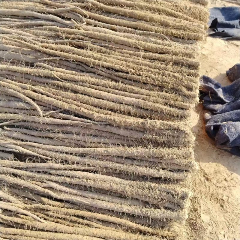 日本白一路通货便宜了，欢迎骚扰，货源充足。欢迎老板采购