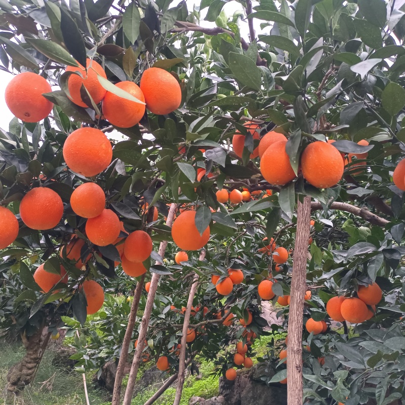 脐橙秭归脐橙橙子纽荷尔大量供货现摘现发