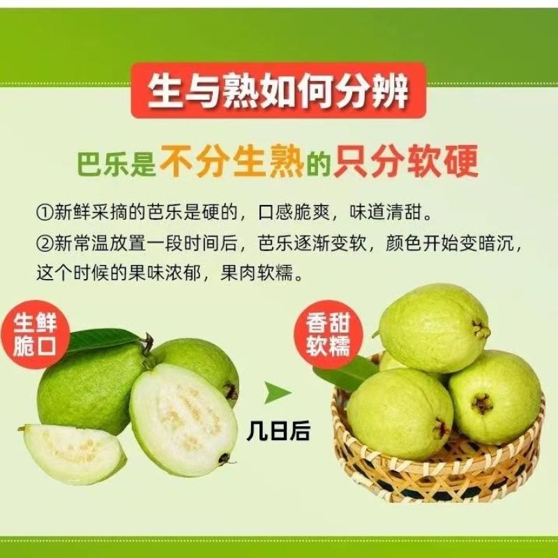 白芭乐清新白玉自然馈赠的甜润诗章一件代发
