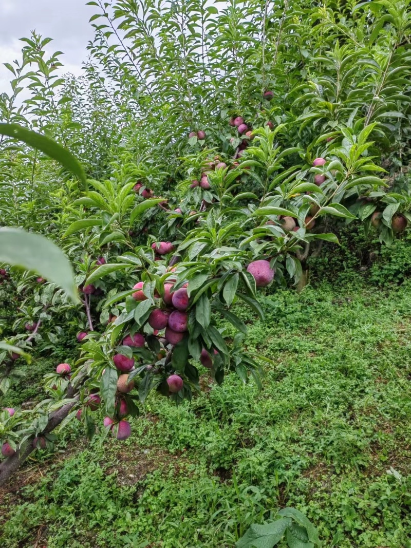 红蜂李李子苗和枝条，离核丰产不裂果浓甜价高
