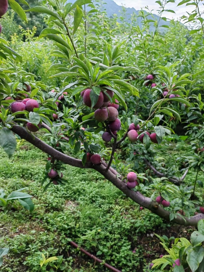 红蜂李李子苗和枝条，离核丰产不裂果浓甜价高
