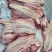 【牛腮肉】冻牛头缓化剔下来的嘴叉子，二次加工产品，纯干货