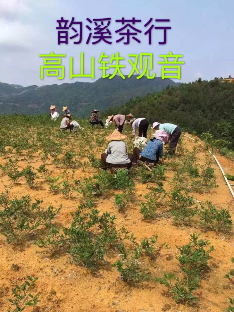 安溪铁观音清香型，跟茶农对接第一手