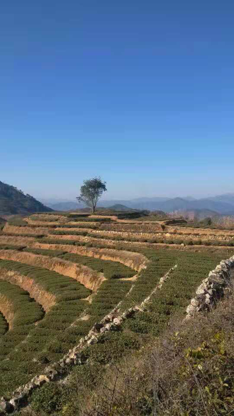 安溪铁观音清香型，跟茶农对接第一手