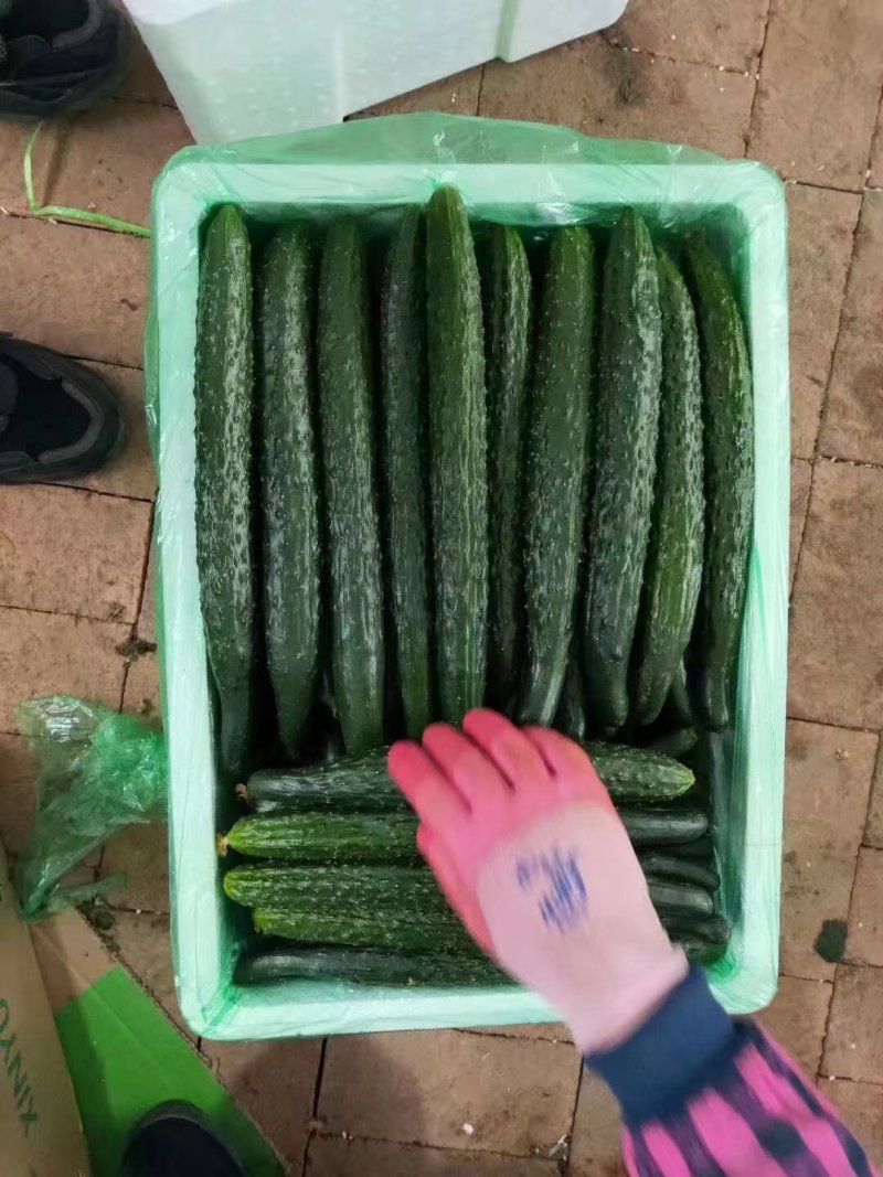 密刺黄瓜辽宁黄瓜大量货源
