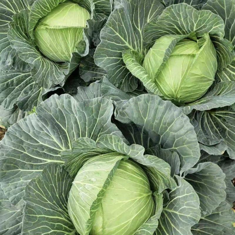 湖北甘蓝精品圆包菜产地直供一手货源支持视频看货