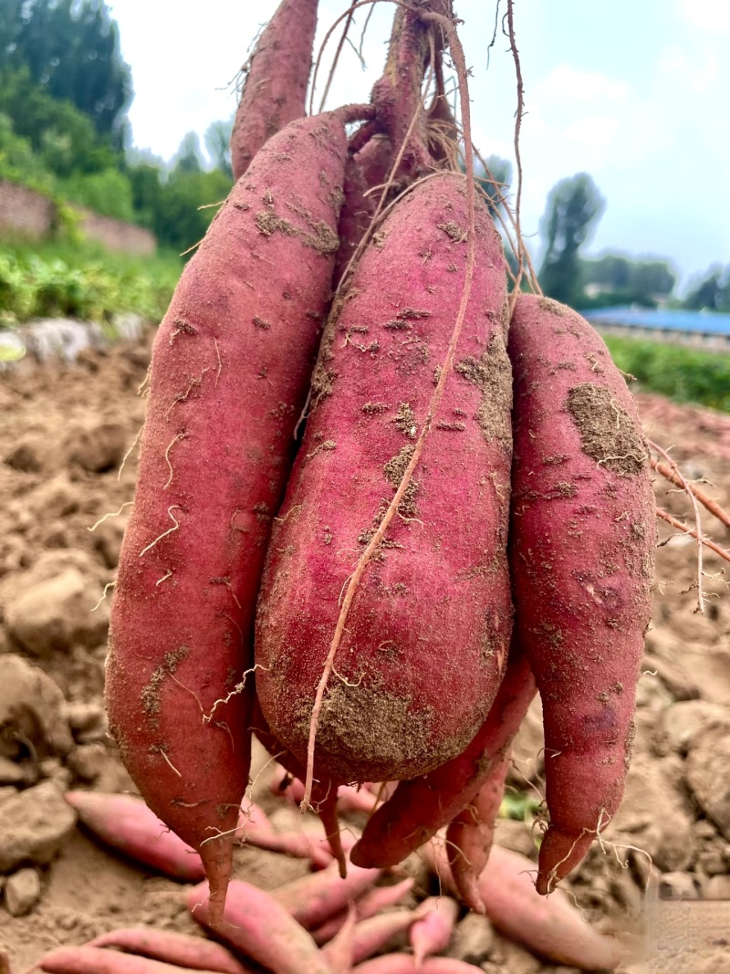 河北红薯精品西瓜红红薯大量上市量大从优随行就市