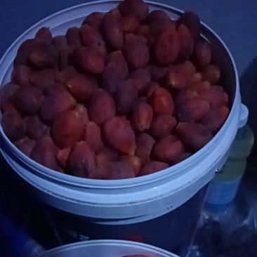 24年的铁树种子
