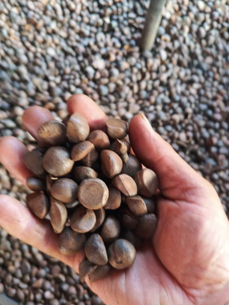 山茶油，自己家加工生产，品质保证，支持视频看货