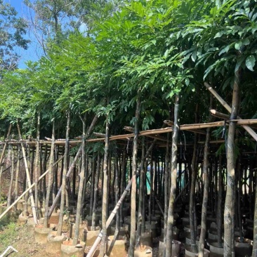 海南红豆5-8-10公分，基地直销。