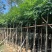 海南红豆5-8-10公分，基地直销。