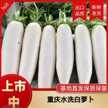 精选水洗白萝卜色泽好量大价优品质保障诚信第一欢迎选购