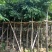 海南红豆5-8-10公分，基地直销。