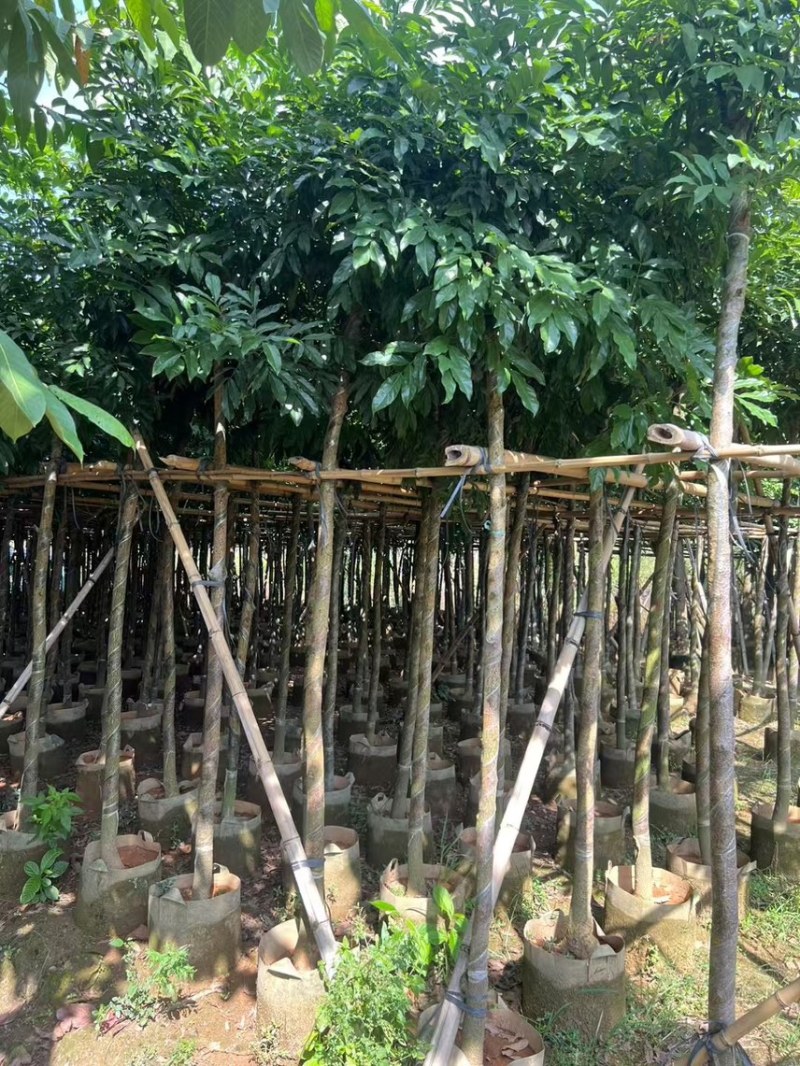 海南红豆5-8-10公分，基地直销。