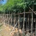 海南红豆5-8-10公分，基地直销。