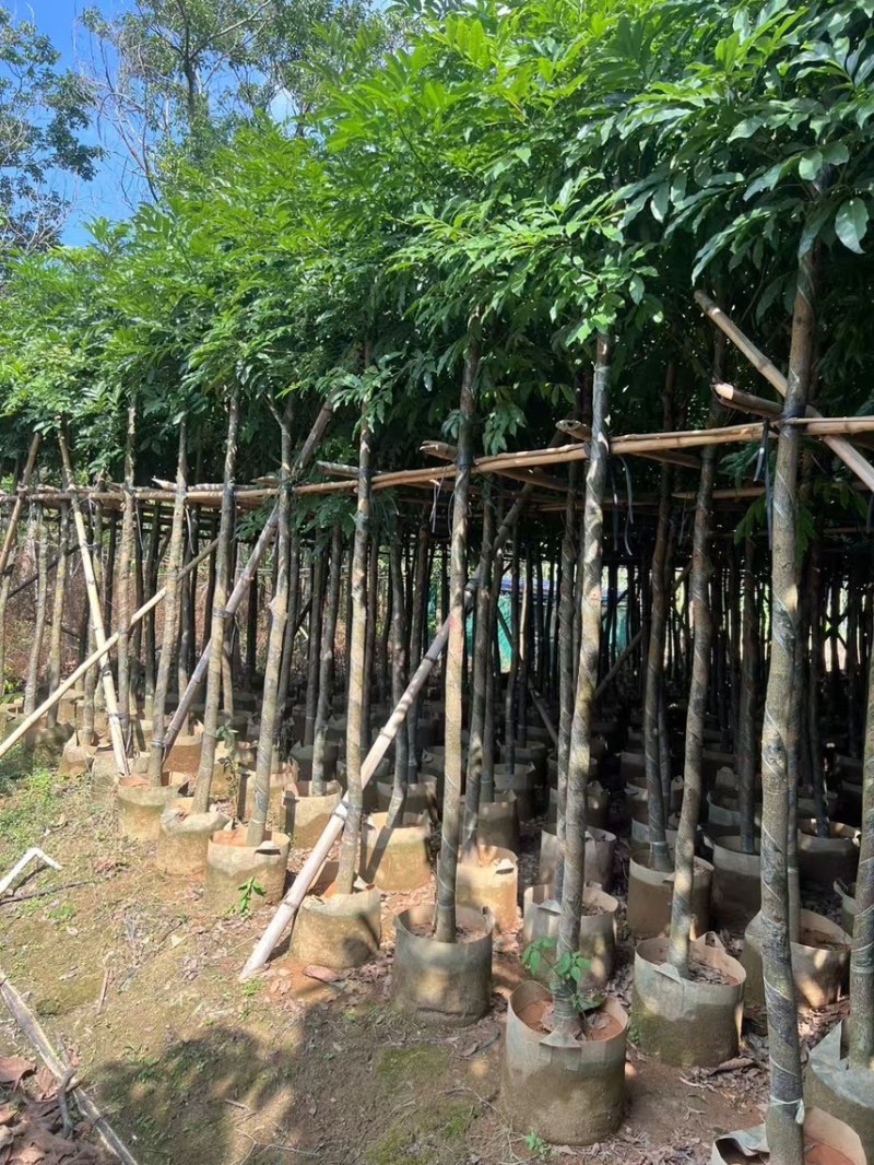 海南红豆5-8-10公分，基地直销。