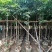 海南红豆5-8-10公分，基地直销。