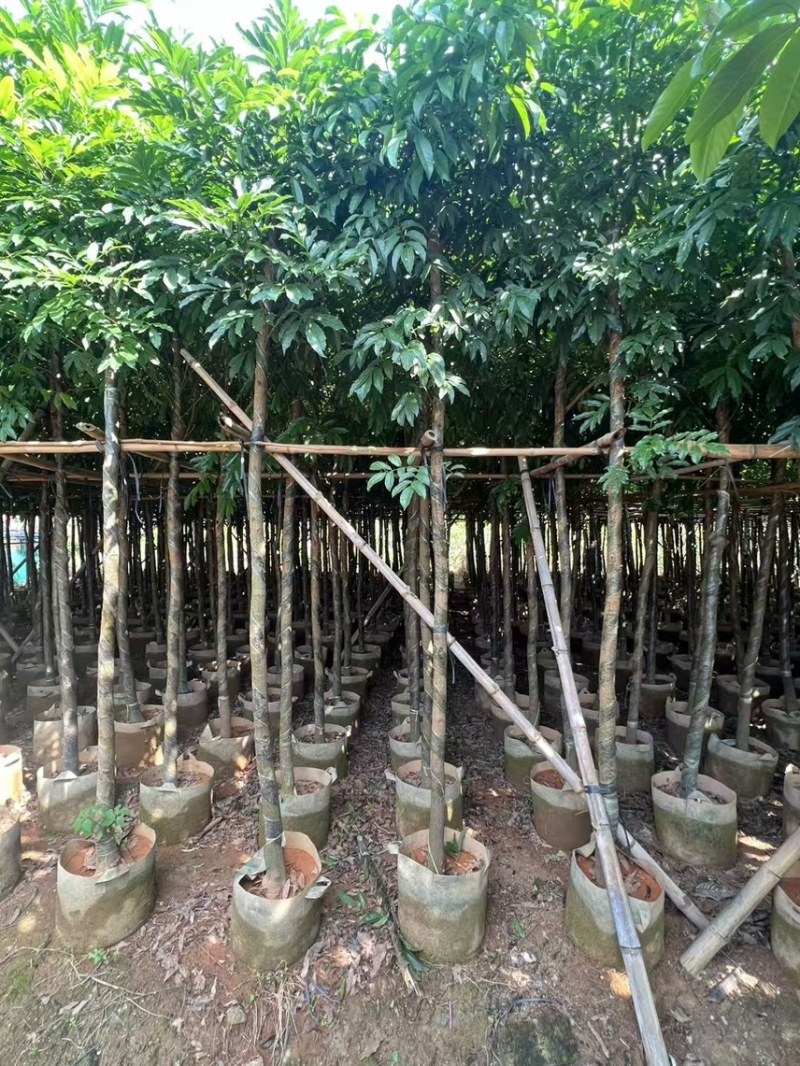 海南红豆5-8-10公分，基地直销。