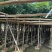 海南红豆5-8-10公分，基地直销。