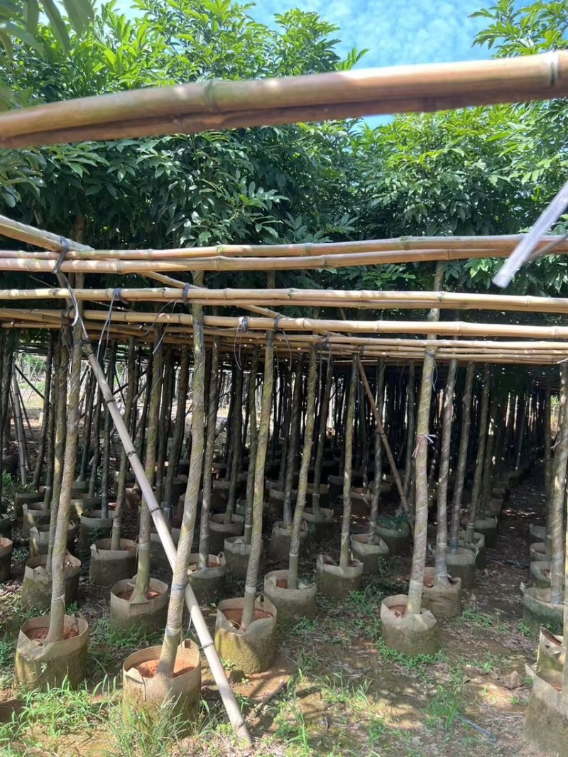 海南红豆5-8-10公分，基地直销。