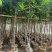 海南红豆5-8-10公分，基地直销。