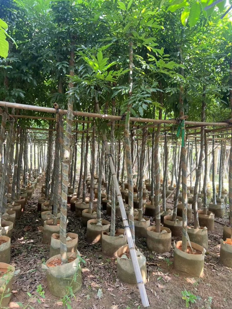 海南红豆5-8-10公分，基地直销。