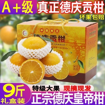 顺丰正宗德庆皇帝柑德庆贡柑一件代发现摘现发