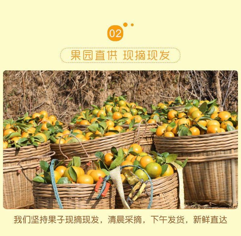 顺丰正宗德庆皇帝柑德庆贡柑一件代发现摘现发