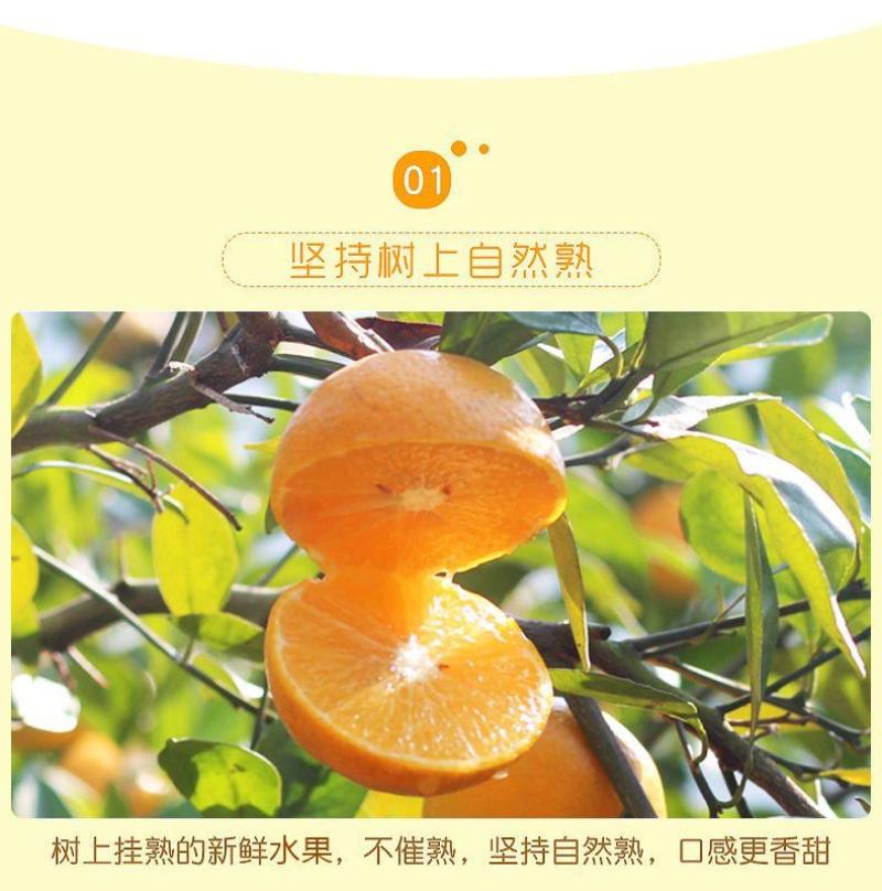 顺丰正宗德庆皇帝柑德庆贡柑一件代发现摘现发