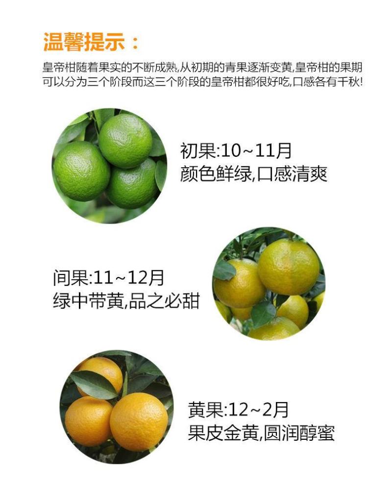 顺丰正宗德庆皇帝柑德庆贡柑一件代发现摘现发