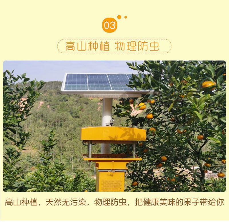 顺丰正宗德庆皇帝柑德庆贡柑一件代发现摘现发
