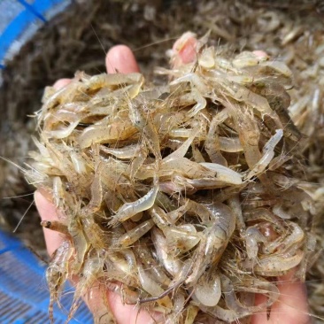 【推荐】广西淡水河虾基地直发对接全国商超社区团购