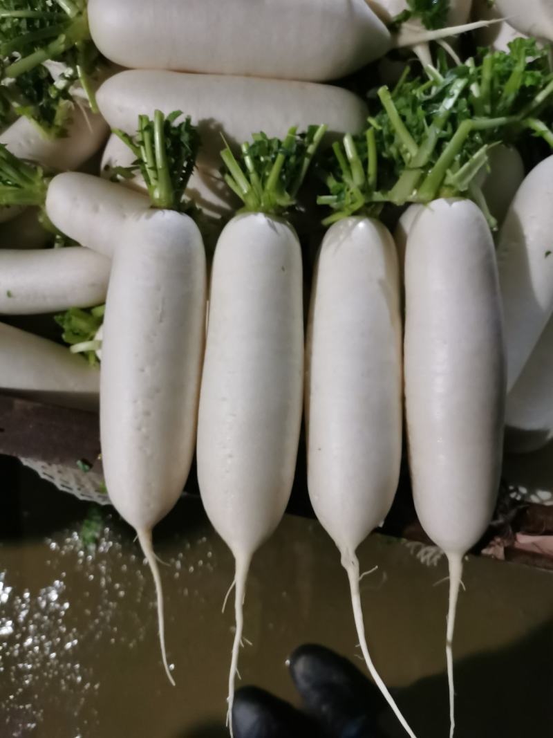重庆长白萝卜白条萝卜量大价优运输便利服务周全欢迎选购