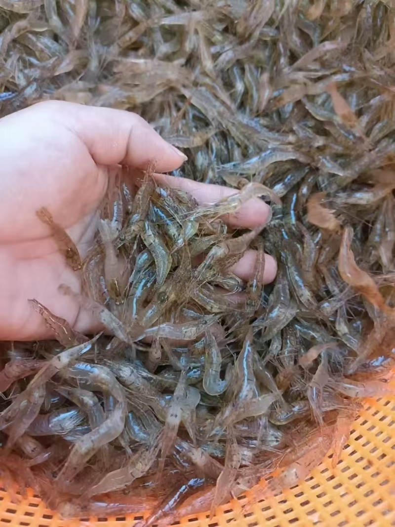 【推荐】广西淡水河虾基地直发对接全国商超社区团购