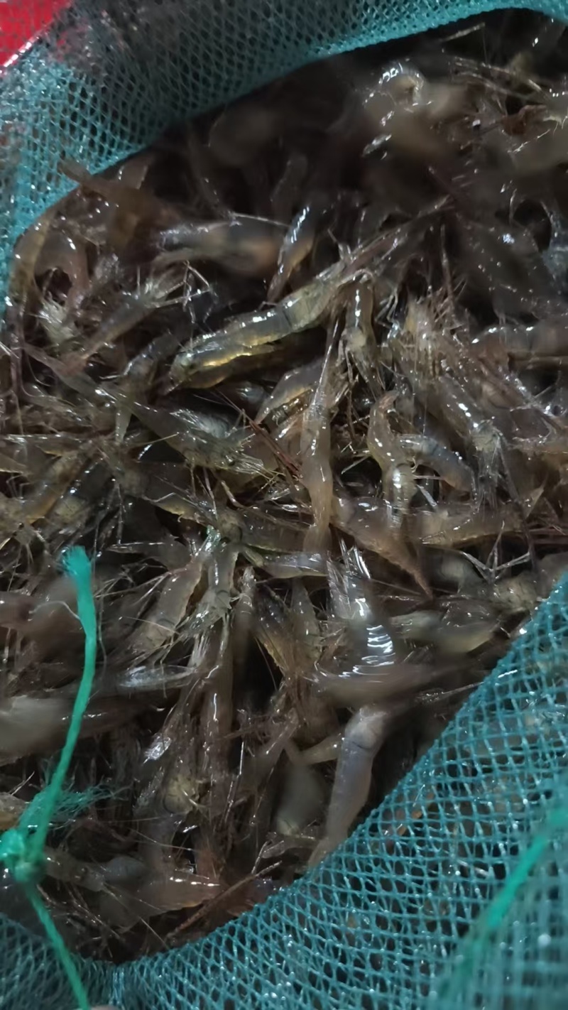 【推荐】广西淡水河虾基地直发对接全国商超社区团购